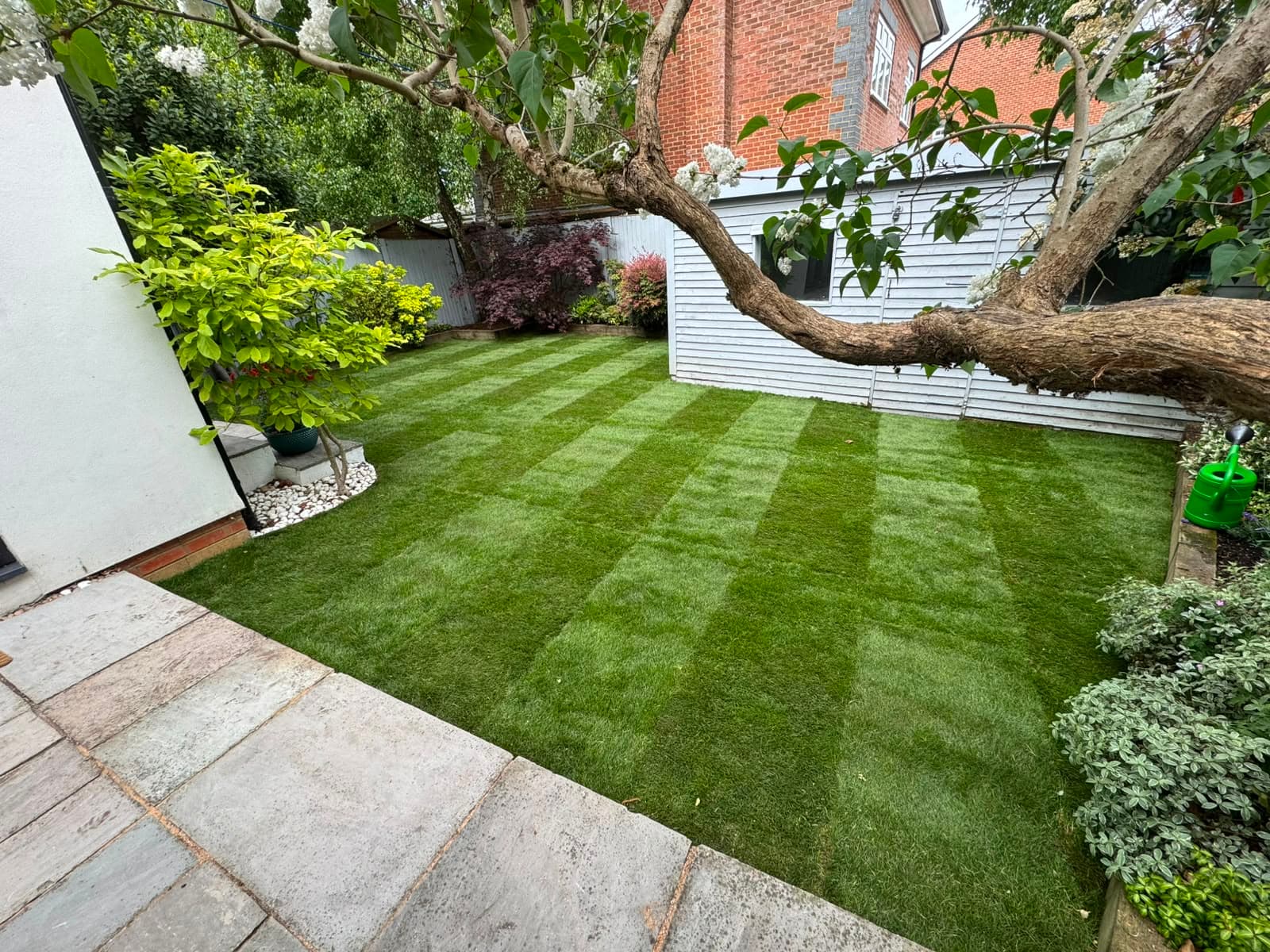 The freshly laid turf lawn in a Cheam garden