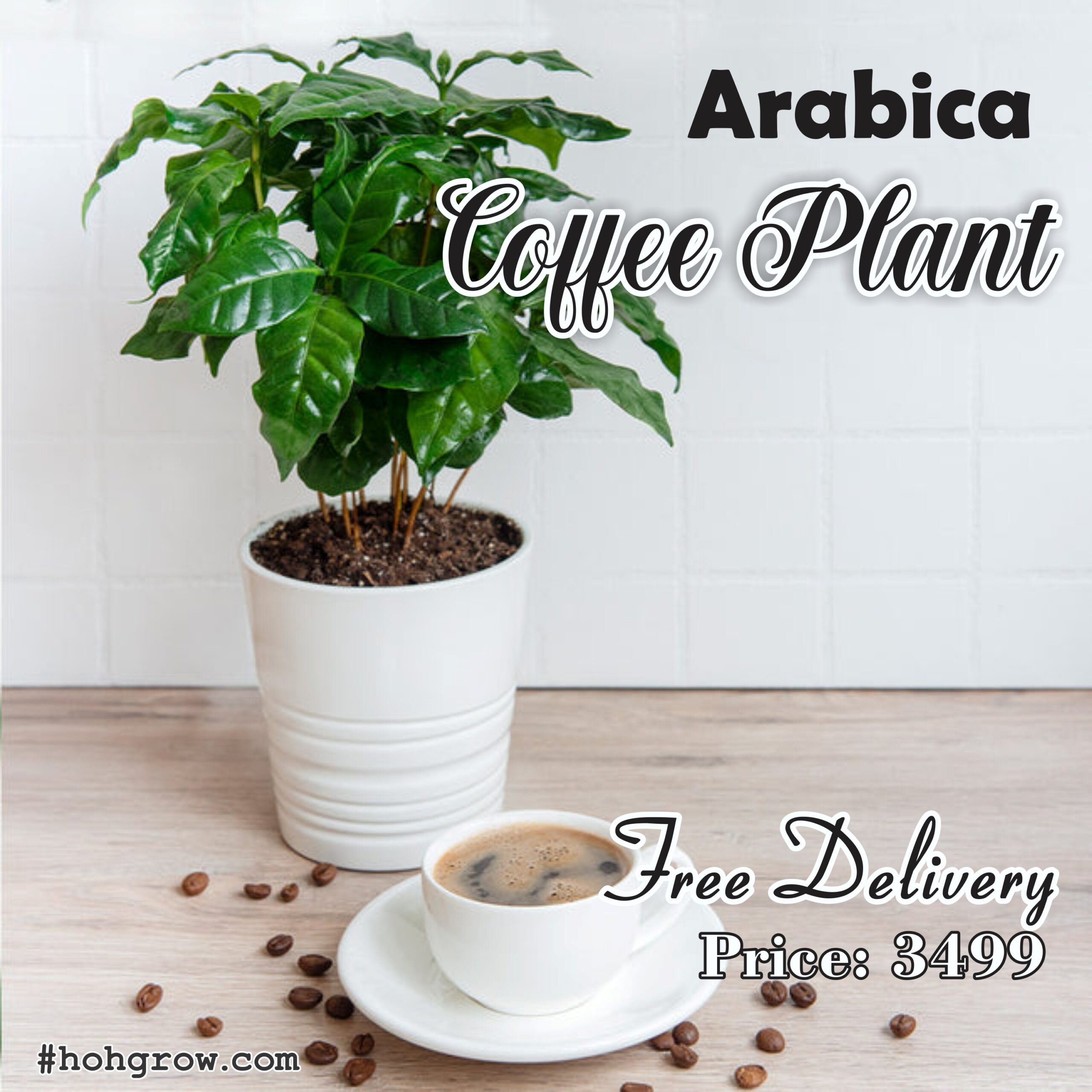 Coffee Plant (Coffea arabica) House Of Horticulturist